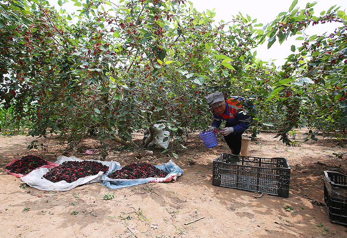 Nông dân Hà Nội vào mùa thu hoạch dâu chín